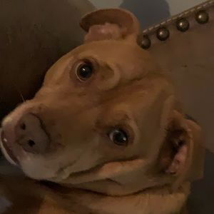 Meet your Posher, Jake